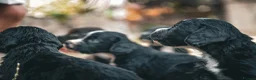 Cocker Spaniel dogs for sale: Beautiful Black and Chocolate Cocker Spaniel KCReg - Advert 3