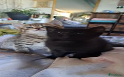 Mixed Breed cats for sale: Bengal mix kittens 😸 ♥️  - Image 11