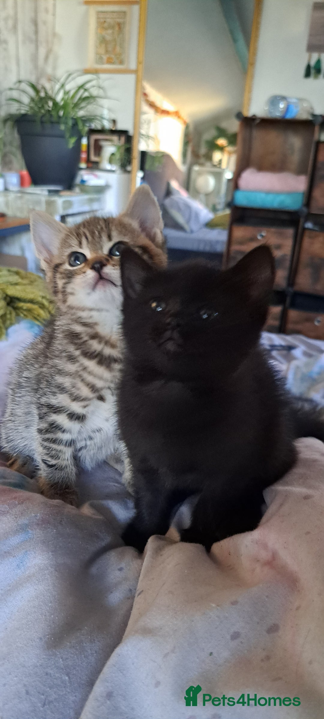 Mixed Breed cats for sale: Bengal mix kittens 😸 ♥️  - Image 11