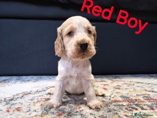 Cocker Spaniel dogs Show Cocker Spaniel Puppys - Advert 12