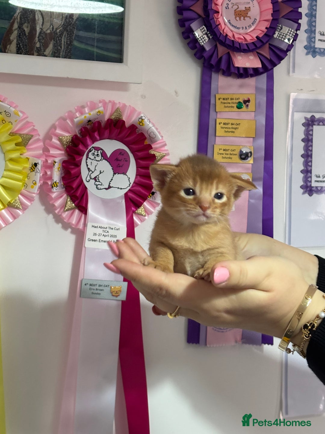 Abyssinian cats for sale: Pure pedigree Tica registered Abyssinian kittens  - Image 7