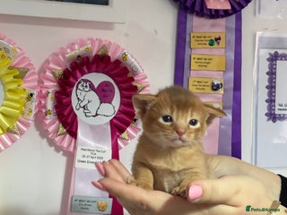 Abyssinian cats - Advert 28