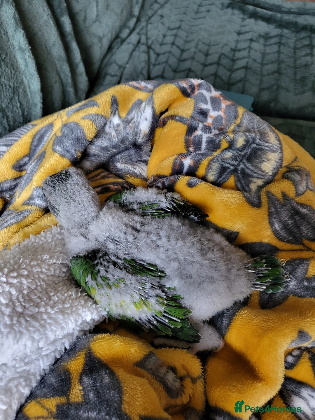 Parakeets birds for sale: Hand reared derbyan - Image 5