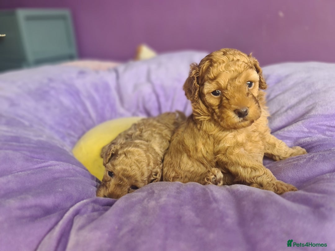 Toy Poodle dogs for sale: Mini TOY POODLES Last one boy available - Advert 12
