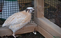 Quail poultry for sale: 3 Coturnix Quail - 1x Female, 2x Male - Advert 2