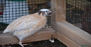 Quail poultry 3 Coturnix Quail - 1x Female, 2x Male - Advert 1