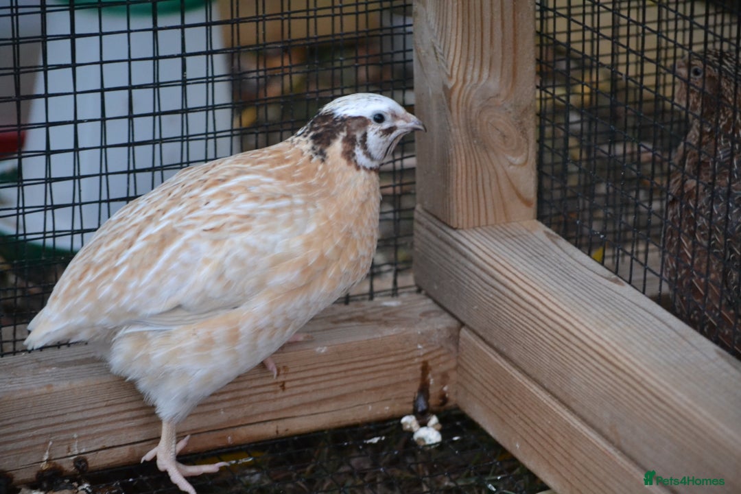 Quail poultry for sale: 3 Coturnix Quail - 1x Female, 2x Male - Advert 2