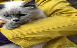 Birman cats for sale: Birman kittens  - Image 23