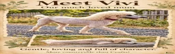 Standard Poodle dogs for sale: KC Registered Standard Poodles • Full of Character - Advert 4