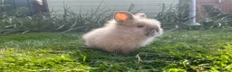 Lionhead rabbits for sale: Mini double maned lionheads and mini lops  - Advert 14