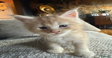 Maine Coon cats - Advert 11