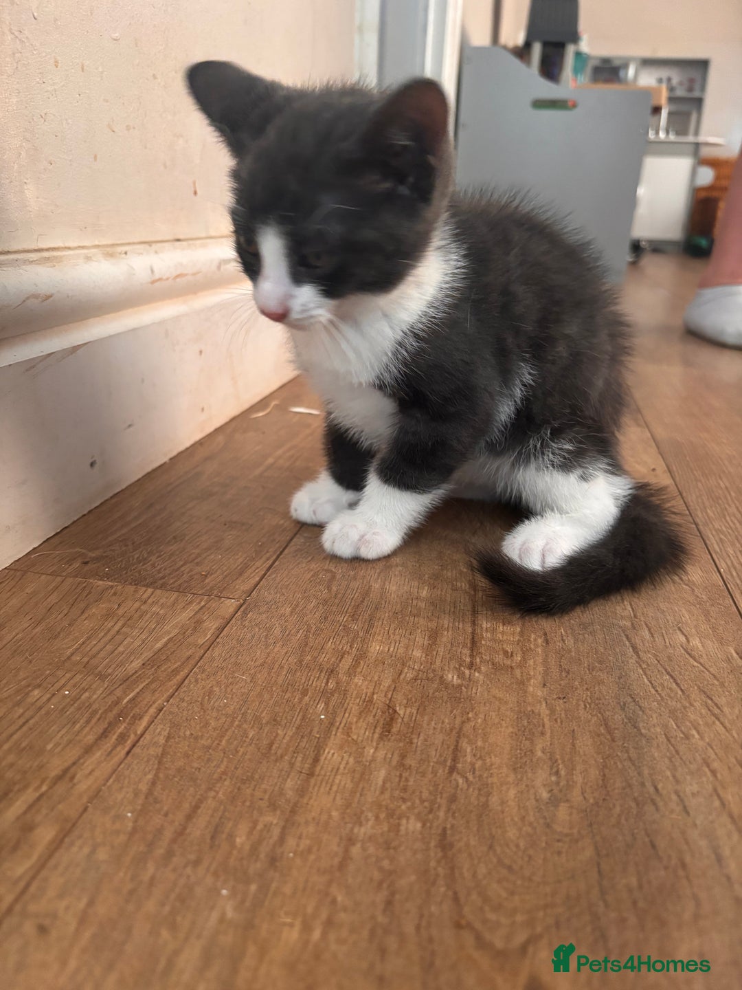 Domestic Shorthair cats for sale: 2 loving family playful kittens - Image 5