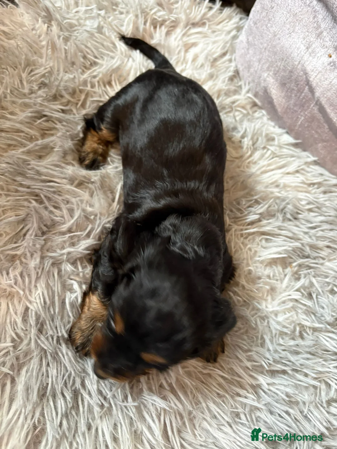 Miniature Dachshund dogs for sale: Miniature Dachshund  - Advert 5