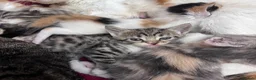 Domestic Shorthair cats for sale: Kittens ready to leave for their new homes  - Advert 14