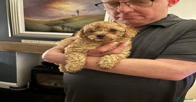 Cockapoo dogs Stunning Red & Apricot/Cream Cockapoo Puppies - Advert 4