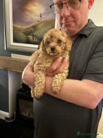 Cockapoo dogs Stunning Red & Apricot/Cream Cockapoo Puppies - Advert 1