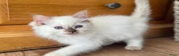 Ragdoll cats for sale: Ragdoll GCCF registered kittens - 9 weeks old - Advert 16