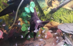 Cichlids fish for sale: Polar blue parrot fish for sale  - Image 5