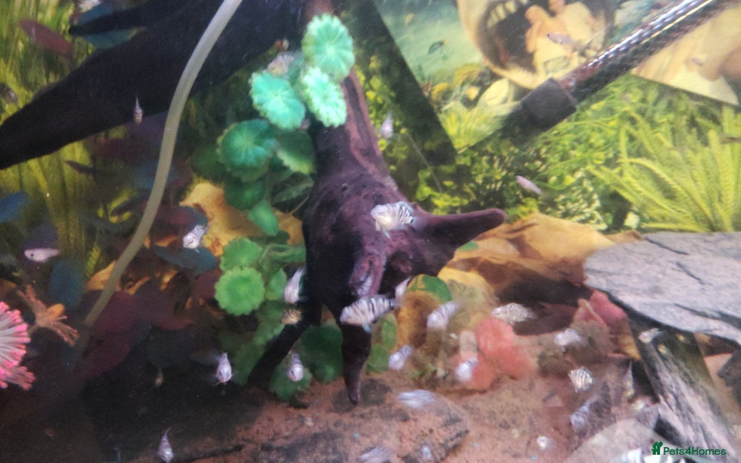 Cichlids fish for sale: Polar blue parrot fish for sale  - Image 5