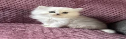 British Longhair cats for sale: Black tipped  Longhair and Golden Tipped Shorthair - Advert 1