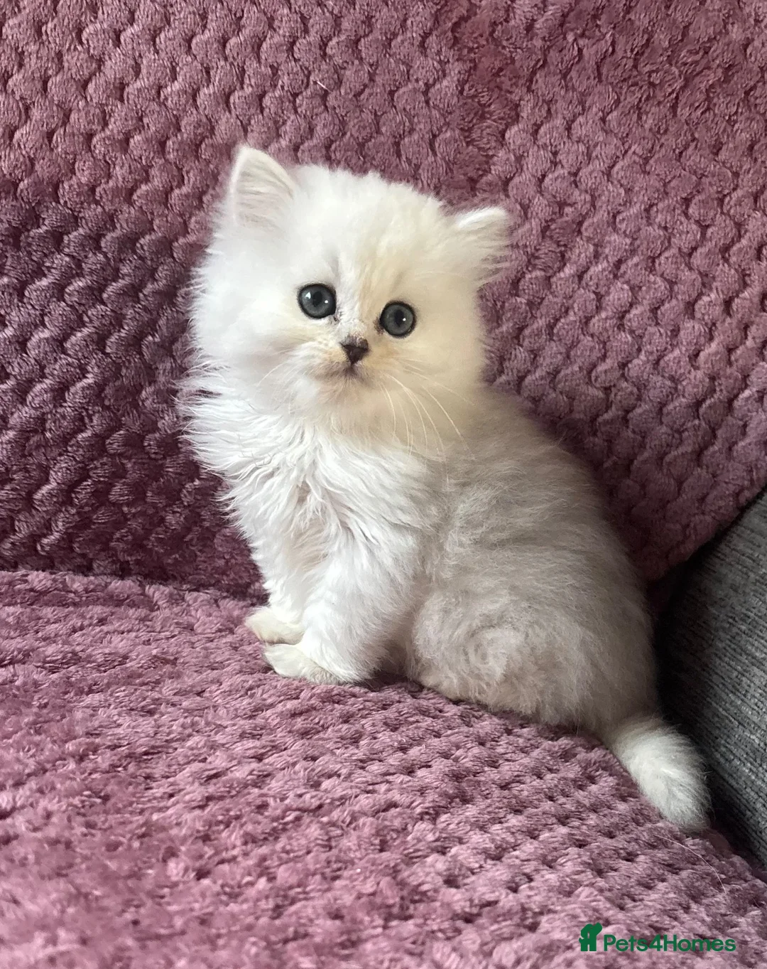 British Longhair cats for sale: Black tipped  Longhair and Golden Tipped Shorthair - Advert 1