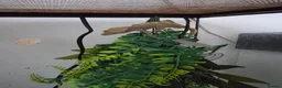Gecko reptiles for sale: Geeko needs a loving home in Rugby - Advert 2