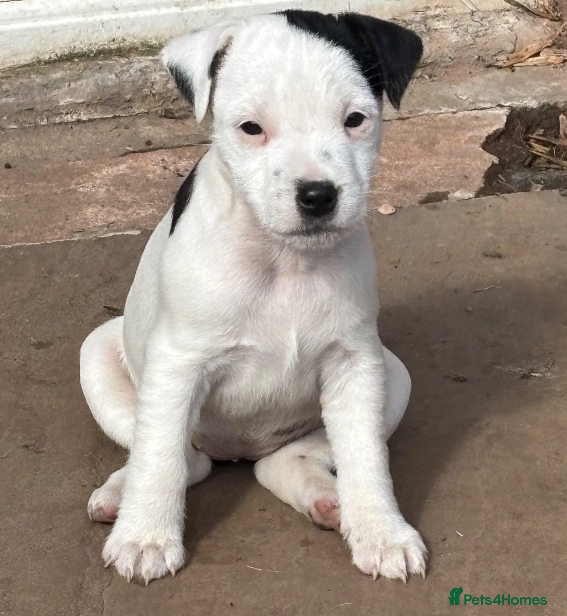 Jack Russell dogs Beautiful Jack Russell bitch pups - Advert 2