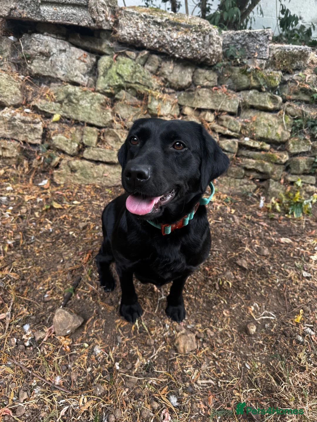 Labrador Retriever dogs for sale: working Springador - Advert 2