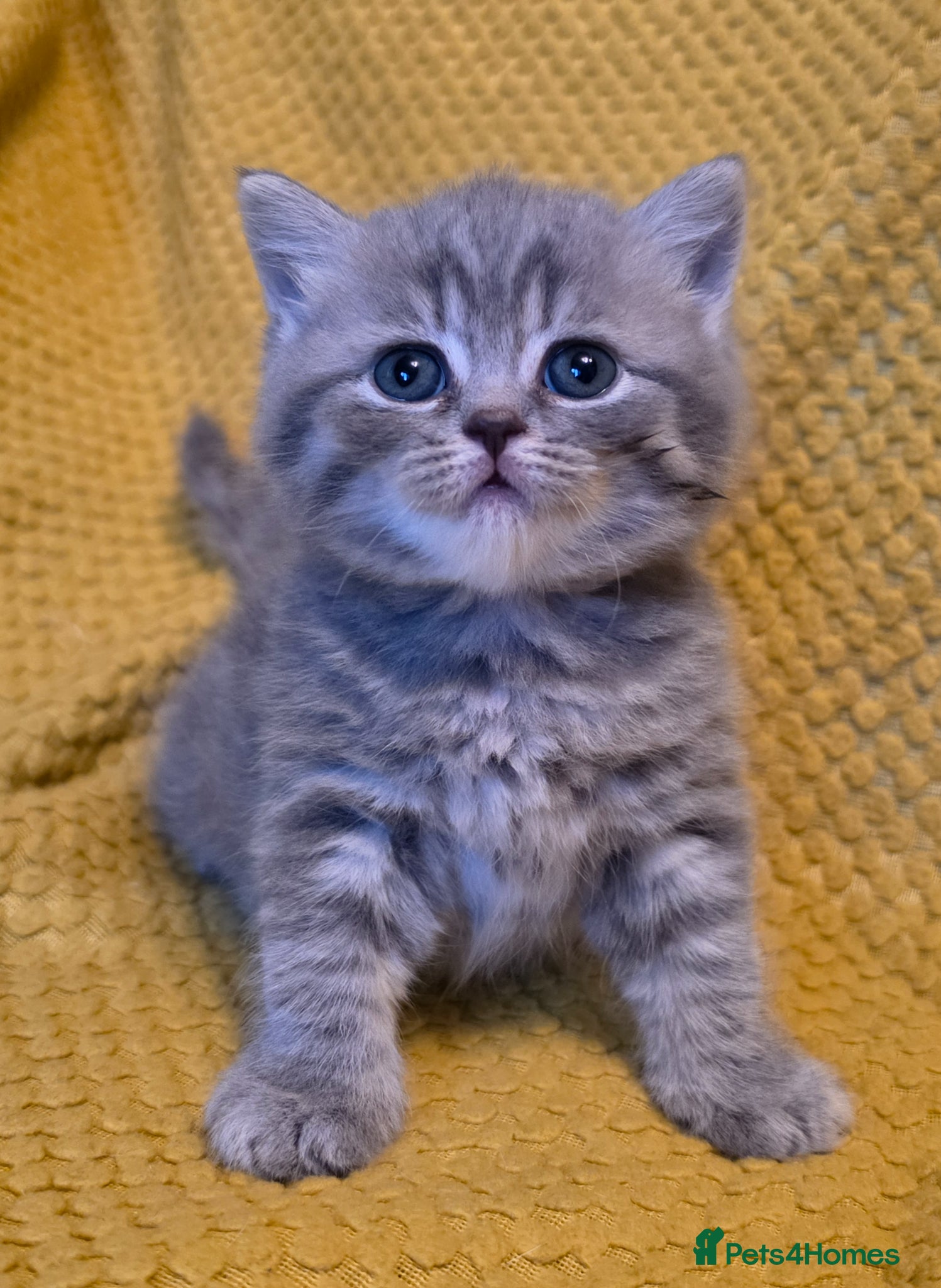 British Shorthair cats GCCF registered British shorthair kittens - Advert 10