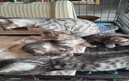 Bengal cats for sale: Bengal cross kittens - Image 6