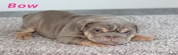 English Bulldog dogs for sale: Beautiful full english bulldog pup - Advert 4
