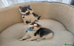 Mixed Breed cats for sale: Adorable kittens mixed breed - Image 2