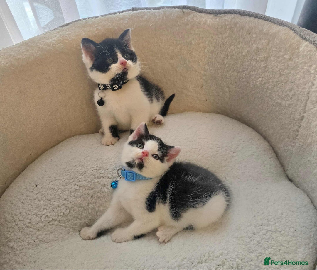 Mixed Breed cats for sale: Adorable kittens mixed breed - Image 2
