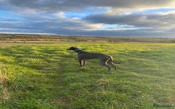 Whippet dogs for stud: Striking blue whippet stud in Banbury - Image 10