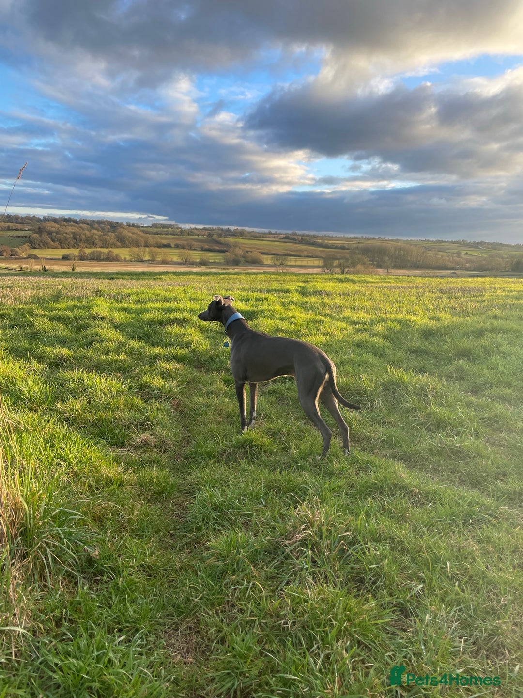 Whippet dogs for stud: Striking blue whippet stud in Banbury - Image 10