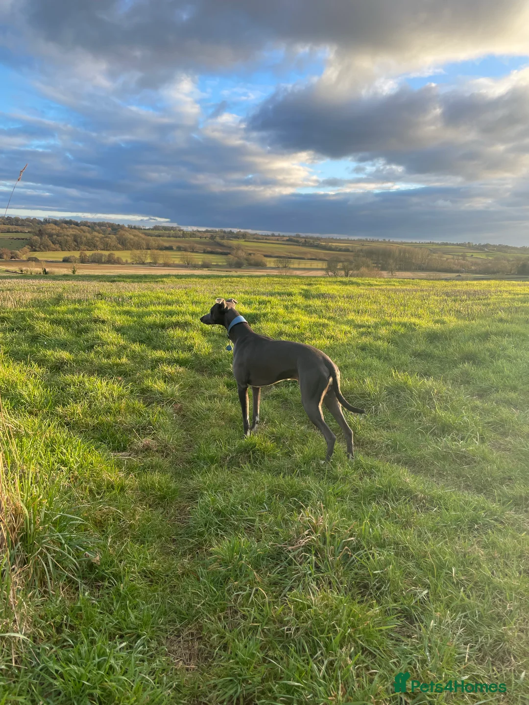 Whippet dogs for stud: Striking blue whippet stud in Banbury - Advert 10