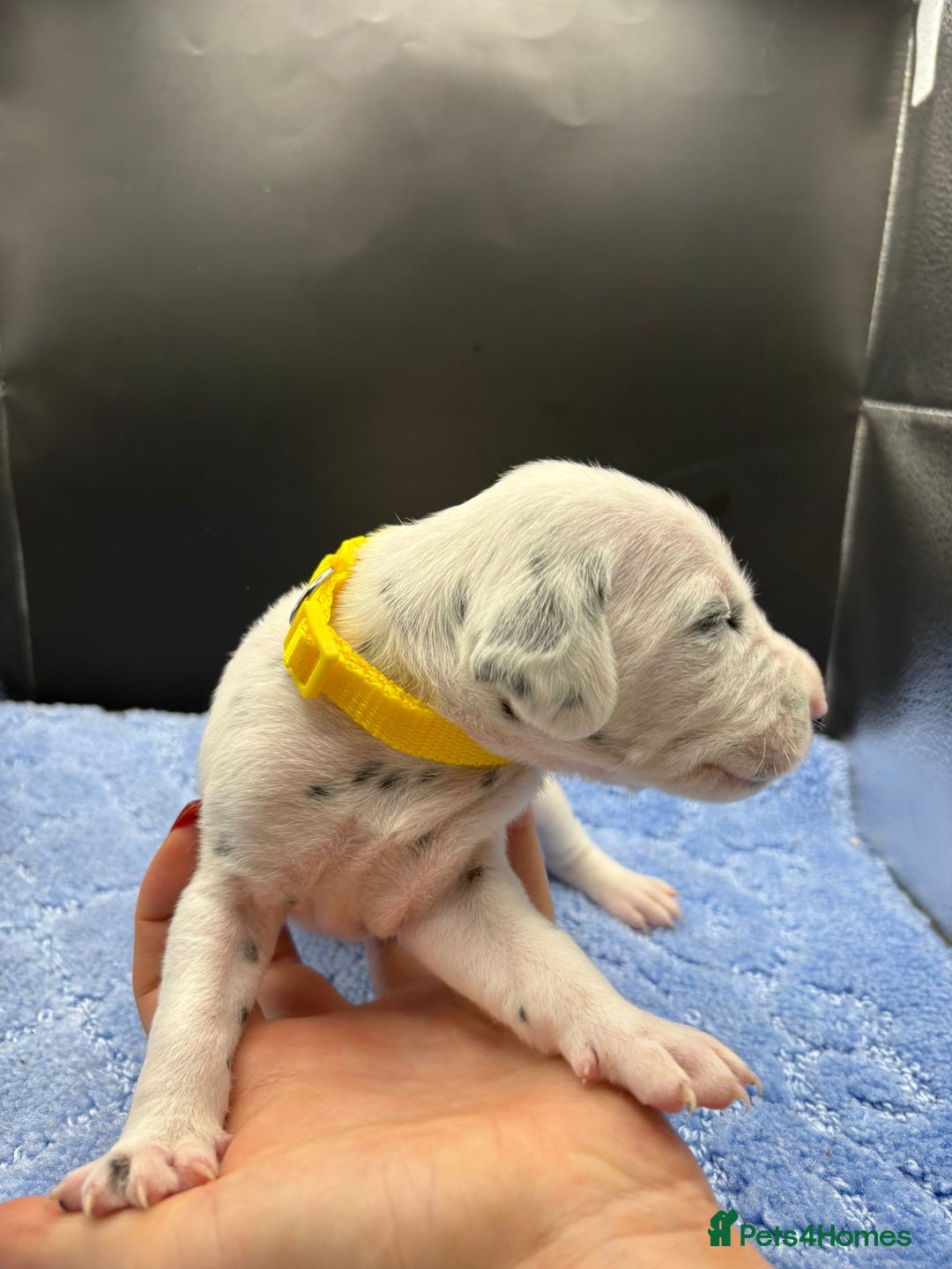 Dalmatian dogs for sale: 5 Generation KC Registered Dalmatians Boys - Advert 16