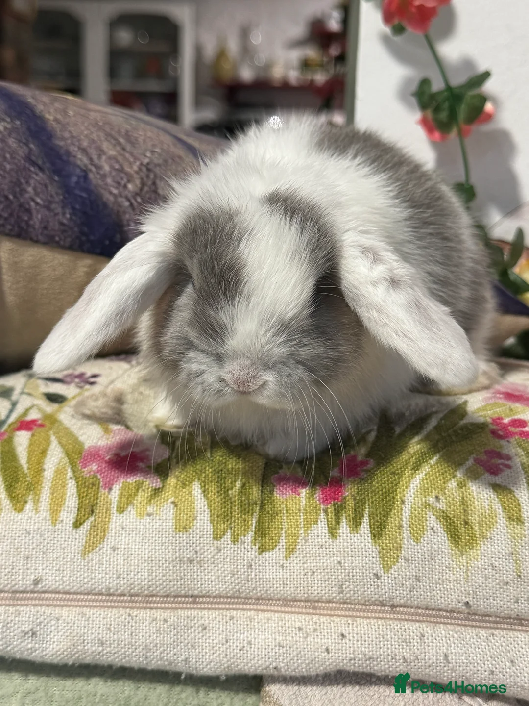 Mini Lop rabbits for sale: Gorgeous mini lop & lion lop babies  - Advert 5