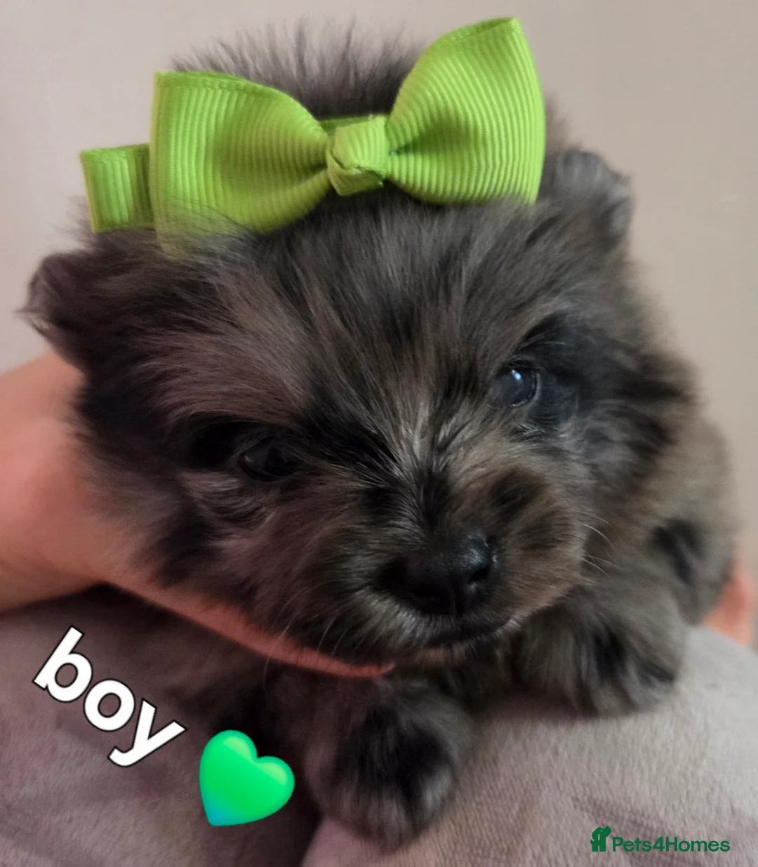Pomeranian dogs for sale: Our beautiful litter of rainbow poms  - Advert 28