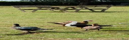 Mixed Breed poultry for sale: Chicken/Ducks/guinea fowls/ geese  - Advert 6