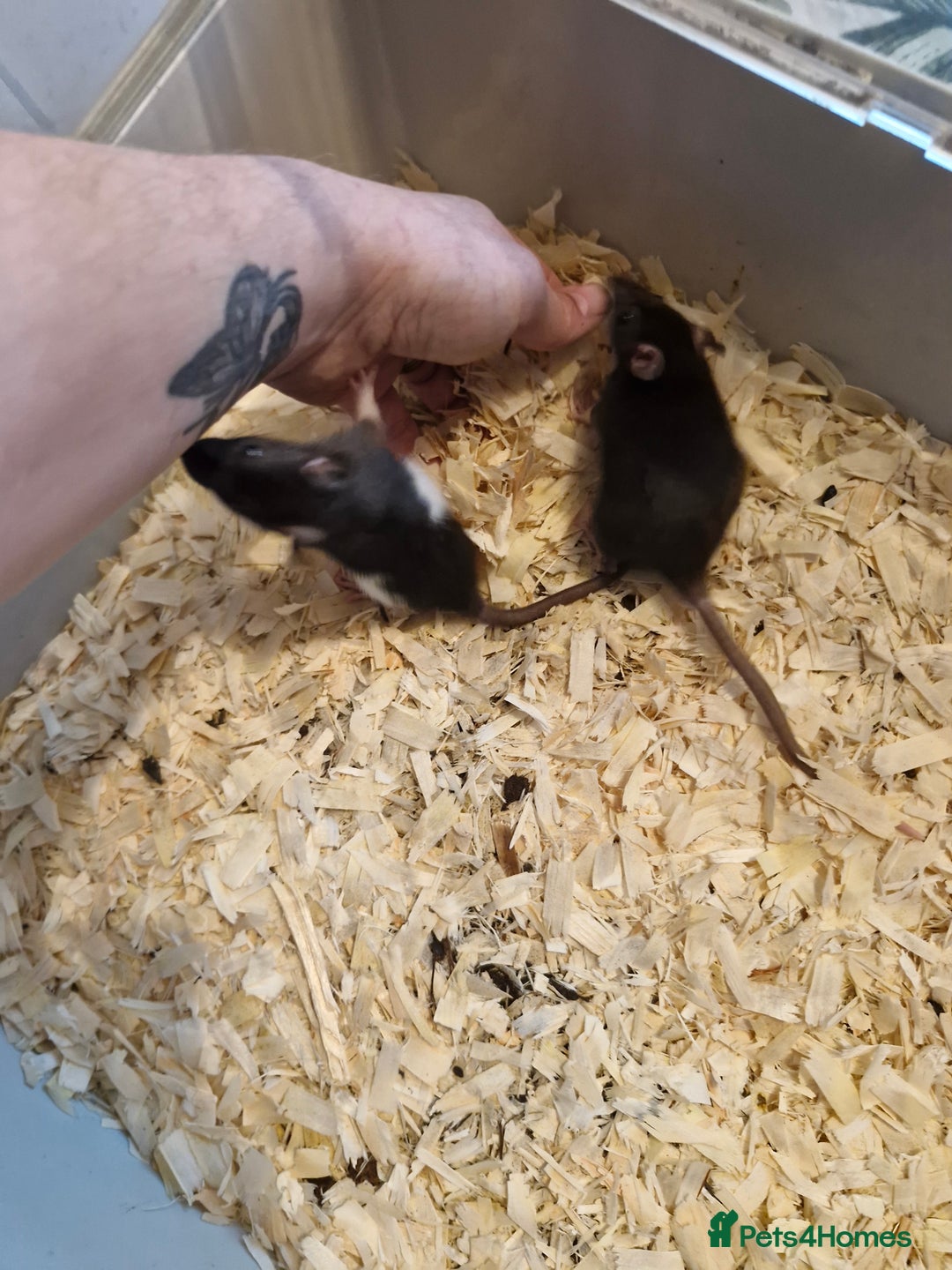Rat rodents for sale: 6 beautiful Female Rats - Image 12