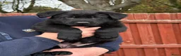 German Shepherd dogs for sale: KC Reg Working Line German Shepherd Pups. - Advert 8