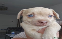 Mixed Breed dogs for sale: French chihuahuas for sale  - Image 8