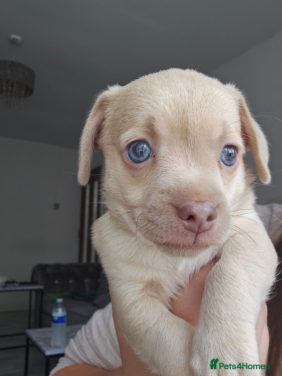 Mixed Breed dogs for sale: French chihuahuas for sale  - Image 8