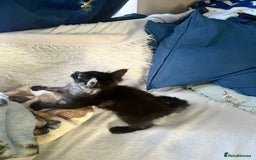 Maine Coon cats for sale: XXL  Ready Now TICA pure bread Maine Coon Kittens  - Image 34