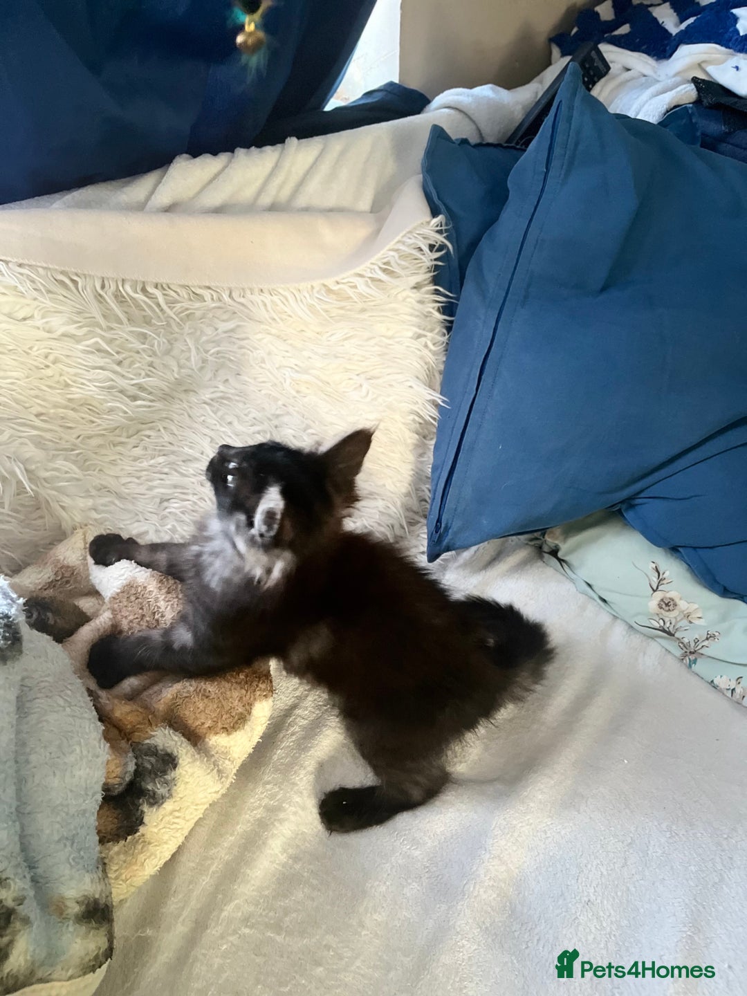 Maine Coon cats for sale: XXL  Ready Now TICA pure bread Maine Coon Kittens  - Image 34