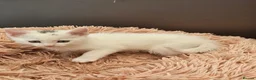 Mixed Breed cats for sale: ONLY ONE BOY WHITE KITTEN FOR SALE - Advert 8