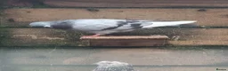 Pigeons birds for sale: Young tipplers,tumblers and racers for sale £3 - Advert 7