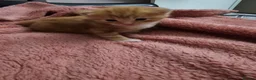 Domestic Shorthair cats for sale: 2 kittens for sale. in Sheffield - Advert 39