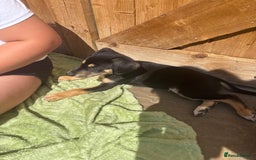 Mixed Breed dogs for sale: Saluki whippet greyhounds  - Image 11